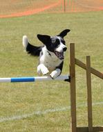 Dog Agility Fitness