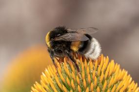 the Bumble Bee insect