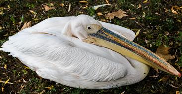 recumbent fluffy pelican