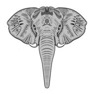 elephant animal wildlife head