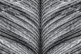 closeup of the gray feather