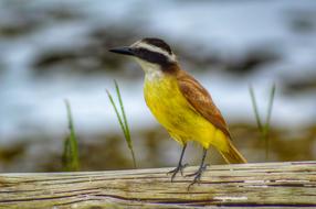 Bird Birds Animal