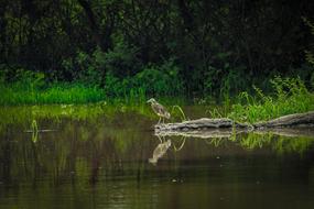 Bird Beautiful Nature Outdoors