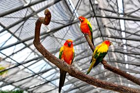 Mexican Coin Parakeet Birds