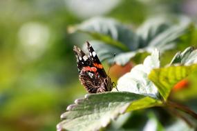 Butterfly Insect Wings Close up