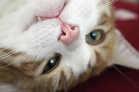 Cat Head Mackerel Cat'S