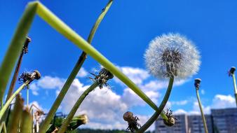 City Nature Dandelion plant