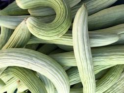 green fresh zucchini harvest