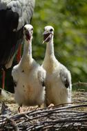 Stork Baby Bird