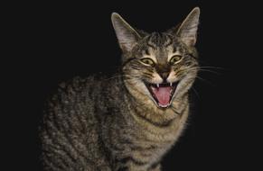 Cat Animal Fur