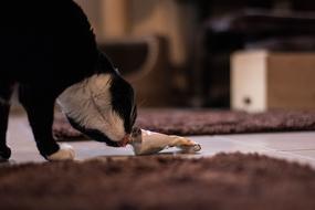 Cat Animals Kitten Domestic