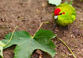 Bird Leaf Animal