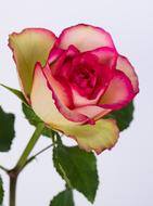 a gorgeous rose on a white background