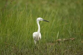 white heron in the green grass
