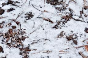 Texture Forest Floor Winter