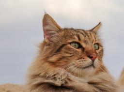 Cat Domestic German Longhaired