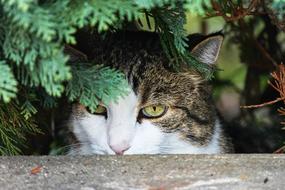 Hidden Cat in garden