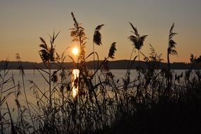 Sunset Marsh Landscape