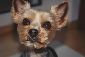 Dog Yorki Terrier Yorkshire
