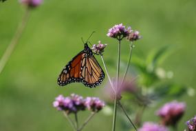 Butterfly Insect Wings