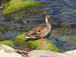 wild duck on moss on rocks