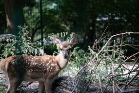 Bukhara Deer Hirsch Young Animal