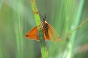 Butterfly Red Brown
