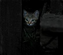 Cat Small Animals