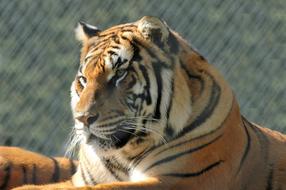 Tiger Animal Predator