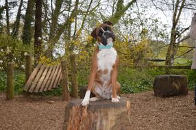 the dog is sitting on a stump