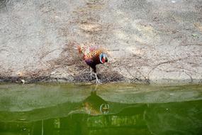 Bird Park Garden