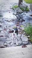Dog Outdoor Green