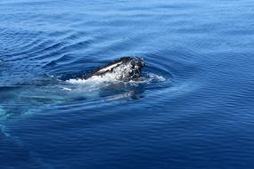 Whale Ocean Sea