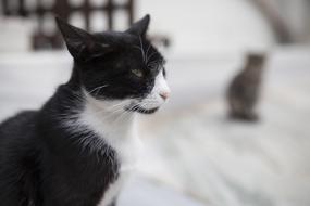 Cat Black And White Cute Fur