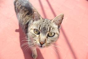cat walking in the sun