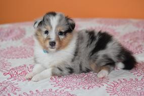Puppy Shetland Sheepdog Dog