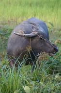 Water Buffalo Animal