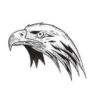 eagle bird predator bird of pray