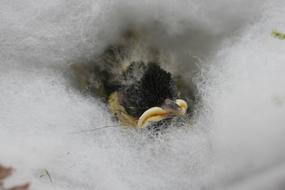 little chick in the nest