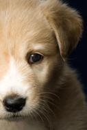 Animal Puppy Dog