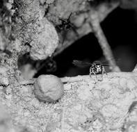 black and white photo of an insect