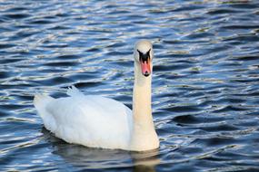 beautiful swan floating on the lake