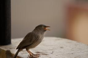 Eyes Animal beak