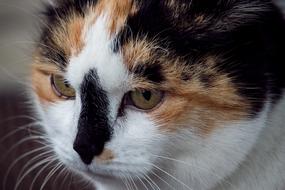 colored cat face