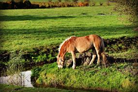 pony eats grass in a field