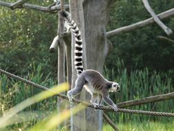Ring Tailed Lemur Madagascar