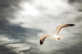 Seagull Flying Dark