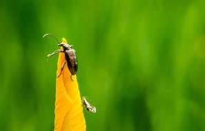 Insect Nature Green