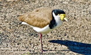 Plover One-Legged Bird