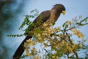 big eagle on trees in the sky